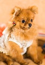 Cute and funny puppy Pomeranian smiling on orange background Royalty Free Stock Photo