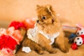 Cute and funny puppy Pomeranian smiling on orange background Royalty Free Stock Photo