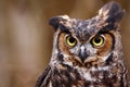 Cute Funny Quizzical Great Horned Owl
