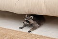 Cute funny raccoon lying under sofa