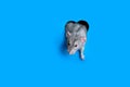 Cute funny rat crawls out of a hole in the shape of a heart in blue paper. Lovely pet. The rat is a symbol of the 2020 foot. Copy