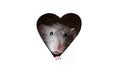 A cute funny rat is looking out of a heart-shaped hole in white paper. The rat is a symbol of the 2020 foot. Copy space Royalty Free Stock Photo