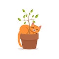 Cute funny red cat sleeping in a flower pot with a plant, home pet resting cartoon vector Illustration