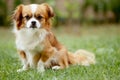 Cute and funny red light pekingese dog in autumn park playing with leaves and joyful. Best human friend. Pretty mature dog in