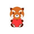 Cute funny red panda with heart on white background. Cartoon animal character for congratulation with St. Valentine day, greeting Royalty Free Stock Photo