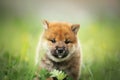 Cute and funny red shiba inu puppy running in the grass in summer Royalty Free Stock Photo