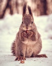 Funny red squirrel Sciurus Vulgaris with hazelnuts Royalty Free Stock Photo