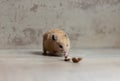 A cute and funny red Syrian hamster eats a walnut on a light background. Home favorite pet. Royalty Free Stock Photo