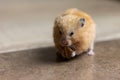 A cute and funny red Syrian hamster eats a walnut on a light background. Home favorite pet. Royalty Free Stock Photo