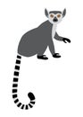 Cute funny ring-tailed lemur sitting. Exotic Lemur catta. Vector illustration in cartoon and flat style Royalty Free Stock Photo