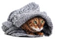 Cute funny scared cold beautiful ginger bengal cat covered with knitted scarf on white background.Shy,frightened
