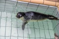 Cute funny seal swimming in a pool and looking at the camera