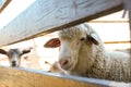 Cute funny sheep behind fence on farm, closeup. Animal husbandry Royalty Free Stock Photo