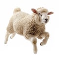 cute funny sheep isolated.Generative AI Royalty Free Stock Photo