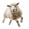 cute funny sheep isolated.Generative AI Royalty Free Stock Photo