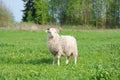 Cute funny sheep or lamb Royalty Free Stock Photo