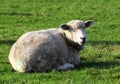 Cute funny sheep or lamb in green meadow Royalty Free Stock Photo
