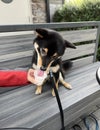 Shiba Inu Dog Licks a Sweet Whipped Cream Treat From a Cup