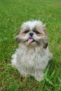 Cute funny shih tzu breed dog outdoors