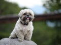 Cute funny shih tzu breed dog outdoors