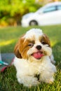 Cute funny shih tzu breed dog outdoors