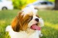 Cute funny shih tzu breed dog outdoors