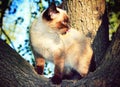 Cute and funny Siamese cat Royalty Free Stock Photo