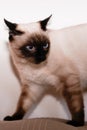 Cute funny siamese Thai cat at home Royalty Free Stock Photo