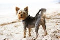 A cute funny small dog Yorkshire Terrier standing on a sandy beach in summer. A puppy with wet hair on a hot day Royalty Free Stock Photo