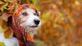 Cute funny smiling dog wearing autumn winter scarf, pet clothing Royalty Free Stock Photo