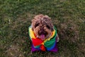 Cute funny spanish brown water dog with a colorful rainbow gay flag. Pride festivity concept. lifestyle outdoors