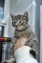 Cute funny striped kitten in hands Royalty Free Stock Photo