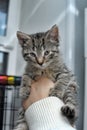 Cute funny striped kitten in hands Royalty Free Stock Photo