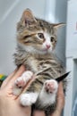 Cute funny striped kitten in hands Royalty Free Stock Photo