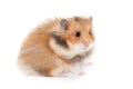 Cute funny Syrian hamster. isolated, white background Royalty Free Stock Photo