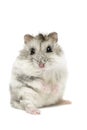 Cute funny Syrian hamster isolated on white. Syrian hamster isolated on white background Royalty Free Stock Photo