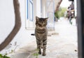Cute and funny tabby grey cat in Kas town, Turkey