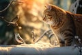 Cute funny tabby hunter cat sitting in snowy forest and watching a bird.