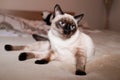 Cute funny Thai siamese cat home Royalty Free Stock Photo