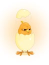 Cute funny yellow chicken hatched from an egg Royalty Free Stock Photo