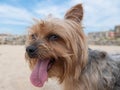 Cute funny Yorkshire terrier dog at beach with tongue out looking at camera. Royalty Free Stock Photo