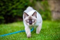 Cute funny young cat of the Mekong Bobtail breed, walks merrily on a green juicy meadow. A cat from the Siamese family with no Royalty Free Stock Photo