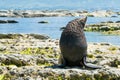 Cute Fur Seal on Kaikoura Beach Royalty Free Stock Photo