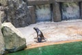 Cute fur seal rests at the zoo in a sunny warm day. Concept of animal life in a zoo and in captivity. Royalty Free Stock Photo