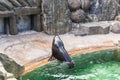 Cute fur seal rests at the zoo in a sunny warm day. Concept of animal life in a zoo and in captivity. Royalty Free Stock Photo