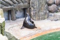 Cute fur seal rests at the zoo in a sunny warm day. Concept of animal life in a zoo and in captivity. Royalty Free Stock Photo