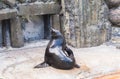 Cute fur seal rests at the zoo in a sunny warm day. Concept of animal life in a zoo and in captivity. Royalty Free Stock Photo