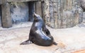 Cute fur seal rests at the zoo in a sunny warm day. Concept of animal life in a zoo and in captivity. Royalty Free Stock Photo