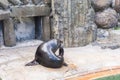 Cute fur seal rests at the zoo in a sunny warm day. Concept of animal life in a zoo and in captivity. Royalty Free Stock Photo