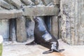 Cute fur seal rests at the zoo in a sunny warm day. Concept of animal life in a zoo and in captivity. Royalty Free Stock Photo